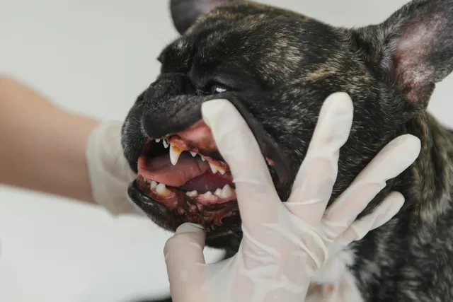 French Bulldog Teeth Problems: Our Vet Explains Common Issues, Treatment & Prevention