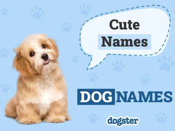 350+ Cute Dog Names for Your Adorable New Pup