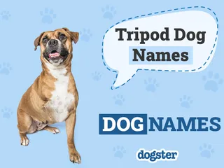 75+ Tripod Dog Names: Ideas for You Special Pup