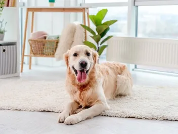 When Should I Spay or Neuter My Golden Retriever? Vet-Reviewed Facts