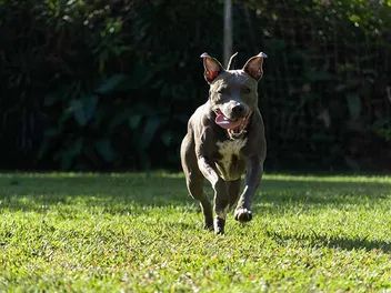Blue Brindle Pitbull: Info, Pictures, History & More