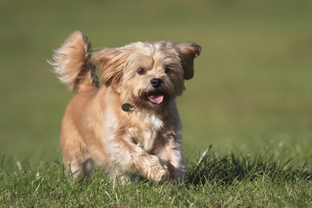 Shorkie Tzu (Yorkie & Shih Tzu Mix): Info, Pictures, Care & More