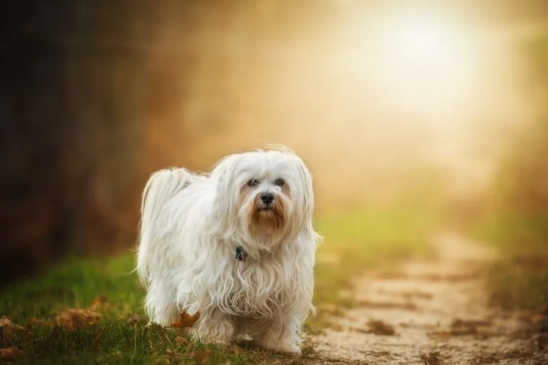 havanese dog