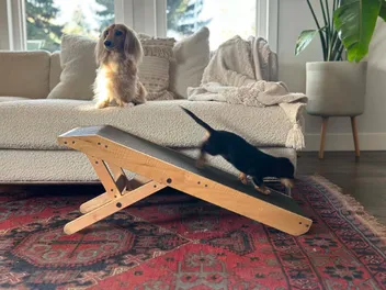 Low Riders, High Safety: Creating a Dachshund-Friendly Home