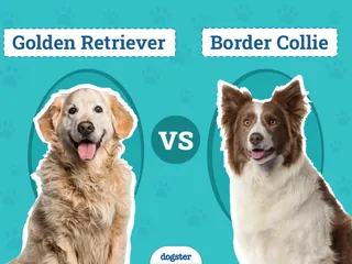 Golden Retriever vs Border Collie: Notable Differences (With Pictures)