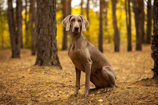 20 Weimaraner Pros & Cons: Info, Characteristics & More