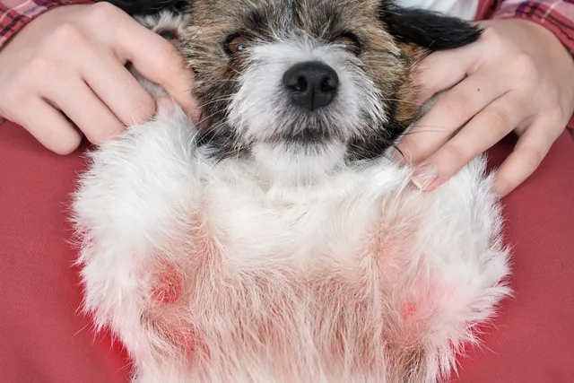 Pyoderma In Dogs: Our Vet Discusses Signs, Causes & Treatment