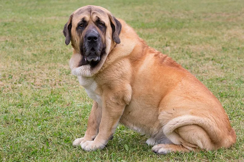 Serious spanish mastiff is sitting on the green grass in the summer park
