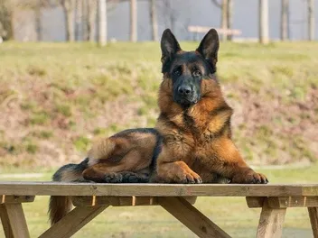 20 Smartest Dog Breeds & What Makes Them Clever (With Info & Pictures)