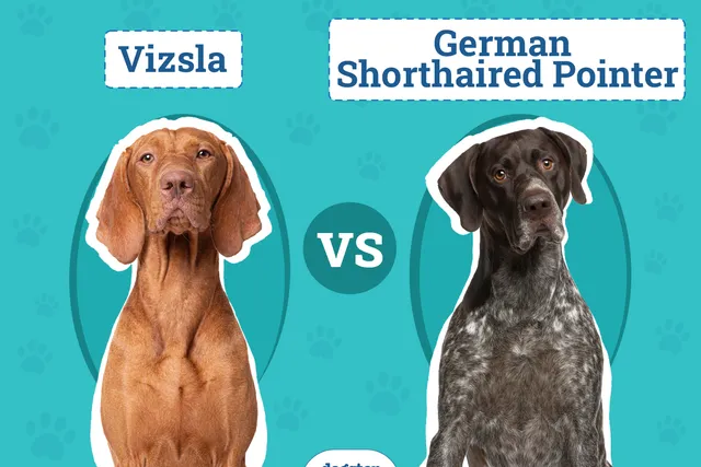 Vizsla vs. German Shorthaired Pointer: Vet-Verified Differences (With Pictures)