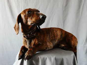Brindle Dachshund: Info, Pictures, Origin & History