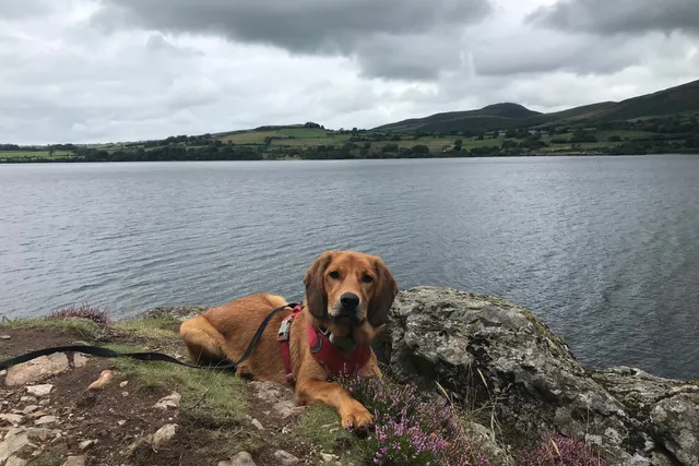 Long Leads and Dogs: How Not to Break a Bone