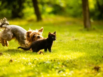 Why Do Dogs Chase Cats? 4 Vet-Verified Reasons & How to Stop It