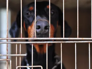 How to Crate Train a Doberman: 10 Vet-Verified Tips