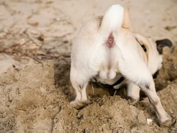 Is It Dangerous for Dogs to Burrow in Sand? Vet-Reviewed Safety Guide