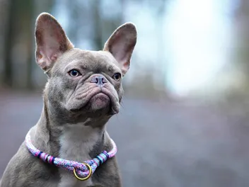 Lilac French Bulldog (Isabella Frenchie) - Info, Pictures, Origin & History