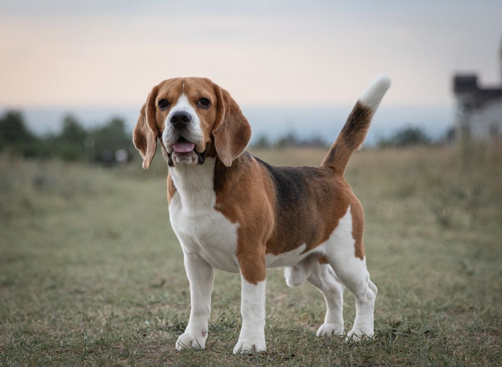 Beagle dog standing on a field