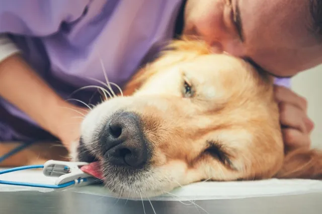 Bereavement Leave for Pets: What It Is & How It Works