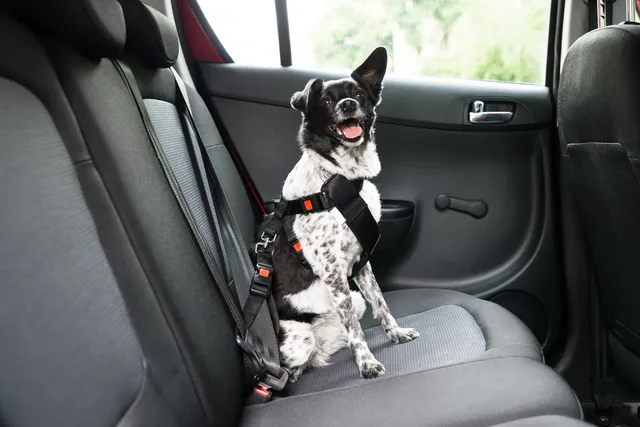 What Are Dog Transportation Services? Types, Uses, Pros & Cons