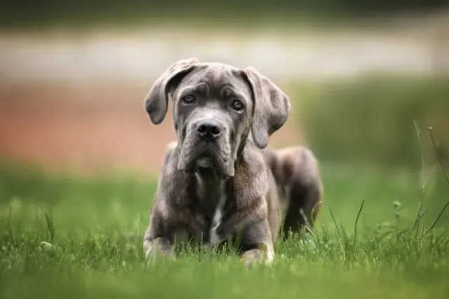 Blue Brindle Cane Corso: Info, Pictures, Origin & History