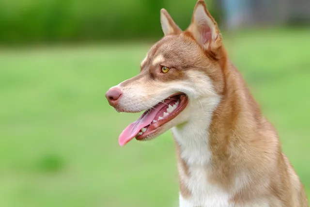 Horgi (Siberian Husky & Corgi Mix): Info, Pictures, Care & More