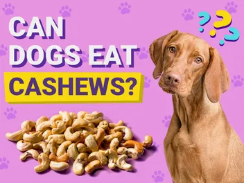 Can Dogs Eat Cashews? Vet-Approved Nutrition Facts