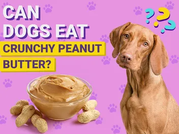 Can Dogs Eat Crunchy Peanut Butter? Vet-Verified Nutrition Facts & Info