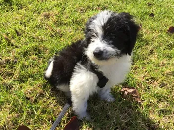 Bordoodle (Border Collie & Poodle Mix): Info, Pictures, Traits & Care