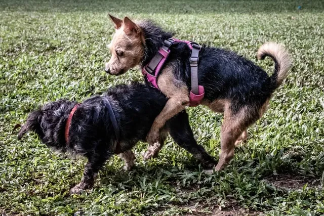 How to Calm a Sexually Excited Dog: 11 Vet-Approved Methods