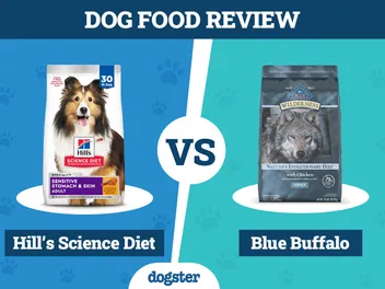 Hill’s Science Diet vs Blue Buffalo Dog Food: 2026 Comparison, Pros & Cons
