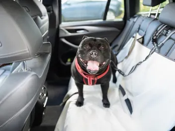Do Dogs Like Riding in Cars? Vet-Verified Facts & Safety Tips