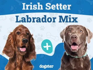 Irish Setter Lab Mix: Info, Pictures, Care & Facts