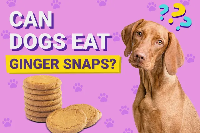 Can Dogs Eat Ginger Snaps? Vet-Verified Facts & Explanation