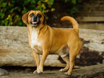 How Much Does a Puggle Cost? (2026 Price Guide)