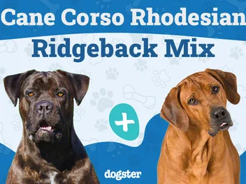 Cane Corso Rhodesian Ridgeback Mix: Info, Pictures, Care & More