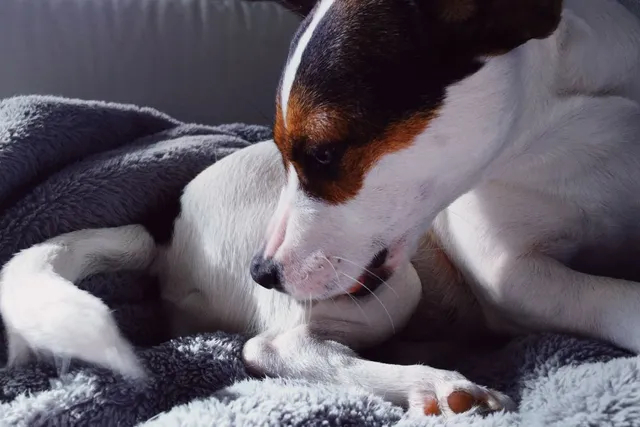 Why Dogs Lick Themselves Before Sleeping? 6 Vet-Reviewed Causes