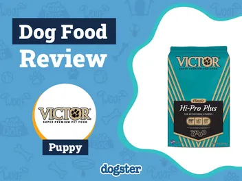 Victor Puppy Food Review 2026: Recalls, Pros & Cons