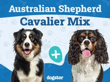 Aussalier Dog Breed: Info, Pictures, Care, & Facts