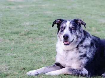 German Shepherd Australian Shepherd Mix: Info, Pictures, Care & More
