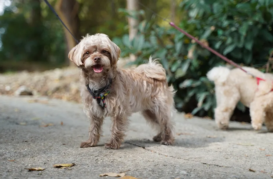 maltipoo dog walks in the park in autumn time