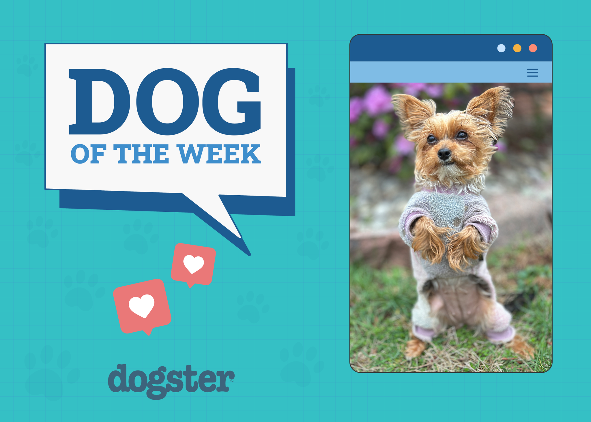 Dogster Photo Contest: Dogs of the Week Winners (June 12, 2025)