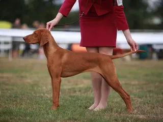 10 Types of Dog Competitions and Pageants to Enter