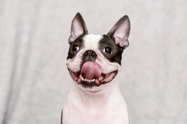Is a Boston Terrier Hypoallergenic? Vet-Verified Facts & FAQ