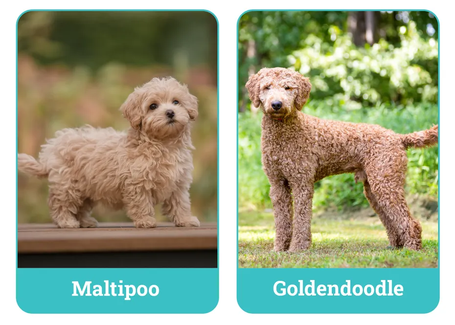 Maltipoo vs Goldendoodle