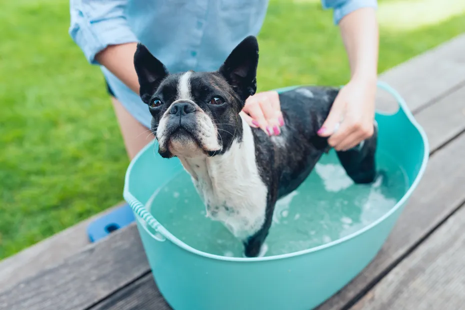 boston terrier bath