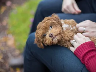 Havapoo Lifespan: Average Years & Vet-Reviewed Tips