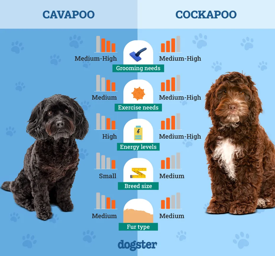 Dogster_Side by Side Comparison_ Cavapoo vs Cockapoo