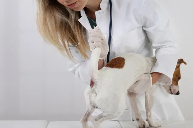 Dog Anal Glands: Our Vet Explains Common Issues & How They're Treated