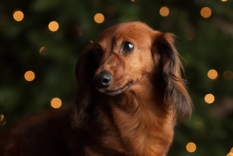 long haired red dachshund in front of christmas lights