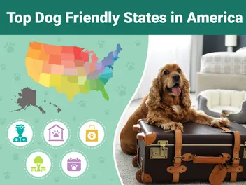 Most Dog Friendly States in America: All 50 Ranked in 2026